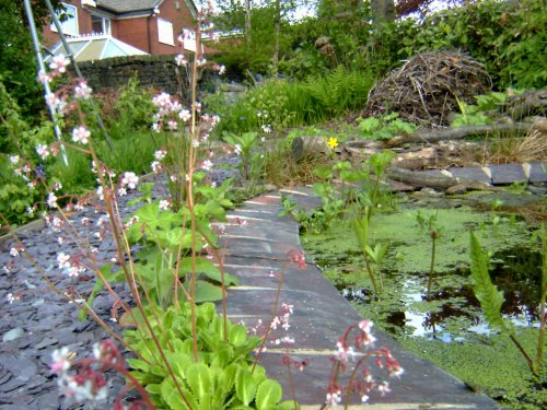 Maturing pond edge